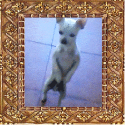 chihuahua dog dancing